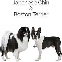 Boston Chin Dog